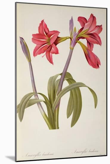 Amaryllis Brasiliensis, from `Les Liliacees' by Pierre Redoute, 8 Volumes, Published 1805-16,-Pierre-Joseph Redouté-Mounted Giclee Print