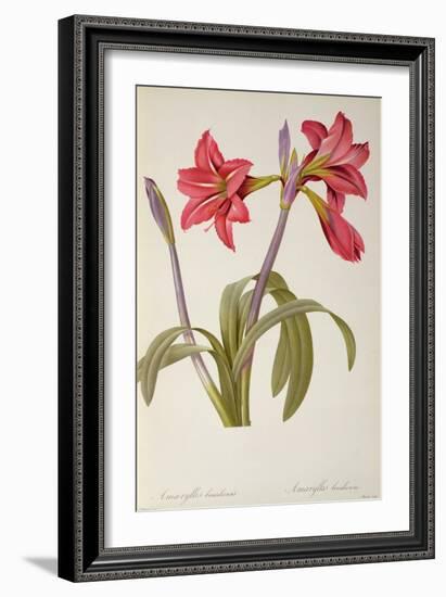 Amaryllis Brasiliensis, from `Les Liliacees' by Pierre Redoute, 8 Volumes, Published 1805-16,-Pierre-Joseph Redouté-Framed Giclee Print