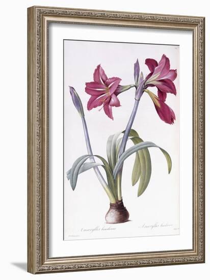 Amaryllis Brasiliensis-Pierre-Joseph Redouté-Framed Giclee Print