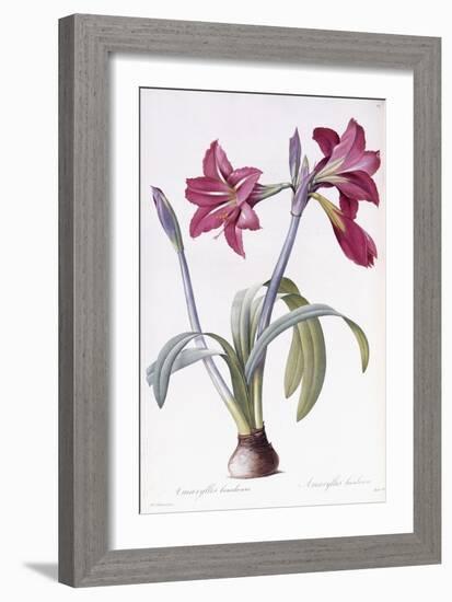 Amaryllis Brasiliensis-Pierre-Joseph Redouté-Framed Giclee Print