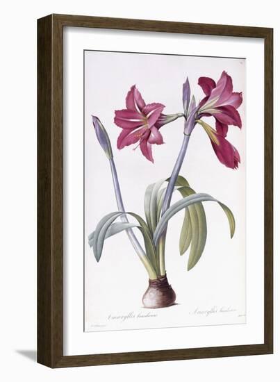 Amaryllis Brasiliensis-Pierre-Joseph Redouté-Framed Giclee Print