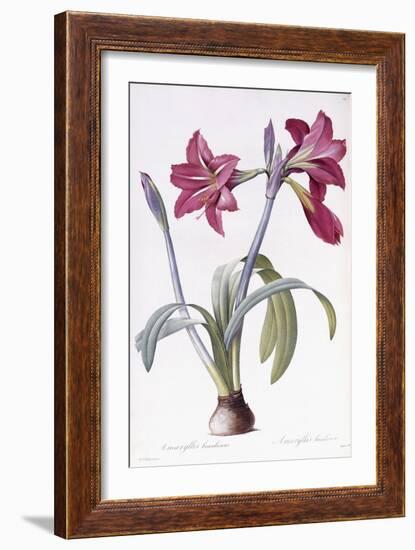 Amaryllis Brasiliensis-Pierre-Joseph Redouté-Framed Giclee Print