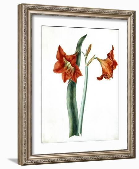 Amaryllis, C.1790-Martha Tuthill-Framed Giclee Print