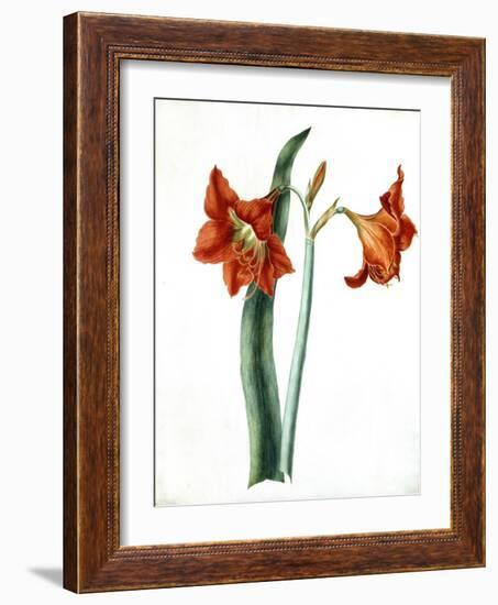 Amaryllis, C.1790-Martha Tuthill-Framed Giclee Print