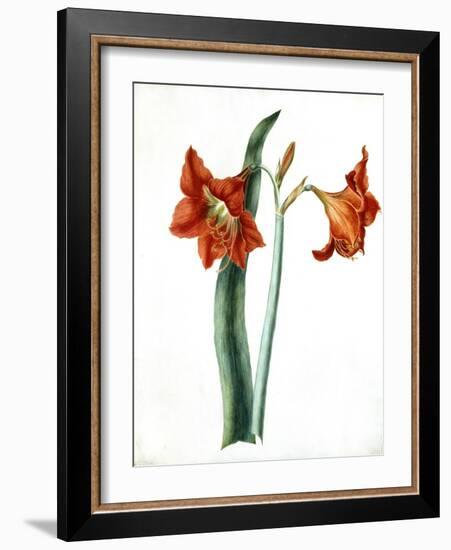 Amaryllis, C.1790-Martha Tuthill-Framed Giclee Print