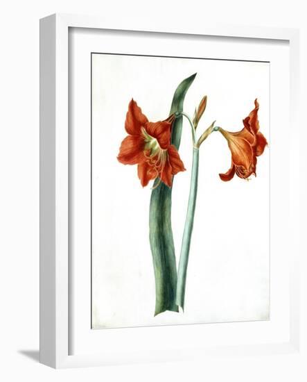 Amaryllis, C.1790-Martha Tuthill-Framed Giclee Print