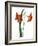 Amaryllis, C.1790-Martha Tuthill-Framed Giclee Print