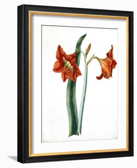 Amaryllis, C.1790-Martha Tuthill-Framed Giclee Print