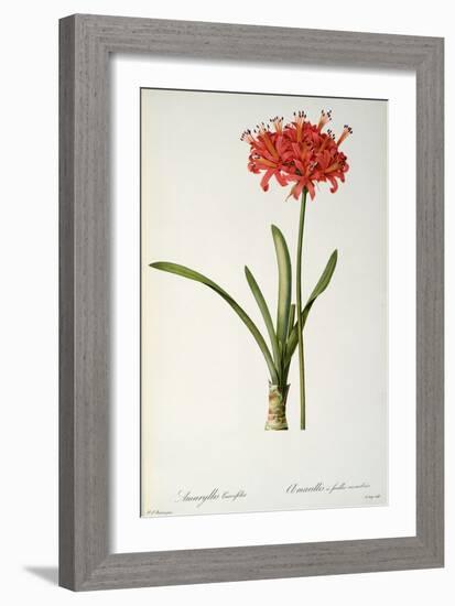 Amaryllis Curvifolia from "Les Liliacees", 1809-Pierre-Joseph Redouté-Framed Giclee Print