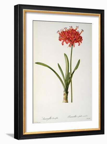 Amaryllis Curvifolia from "Les Liliacees", 1809-Pierre-Joseph Redouté-Framed Giclee Print