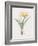 Amaryllis Doree-Pierre Joseph Redoute-Framed Giclee Print