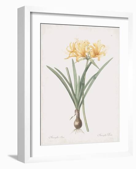 Amaryllis Doree-Pierre Joseph Redoute-Framed Giclee Print