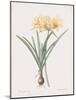 Amaryllis Doree-Pierre Joseph Redoute-Mounted Giclee Print