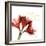 Amaryllis Endless Love-Albert Koetsier-Framed Photo