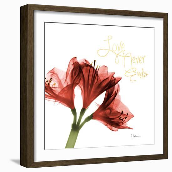 Amaryllis Endless Love-Albert Koetsier-Framed Photo