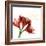 Amaryllis Endless Love-Albert Koetsier-Framed Photo