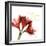 Amaryllis Endless Love-Albert Koetsier-Framed Photo