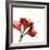 Amaryllis Endless Love-Albert Koetsier-Framed Photo