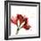 Amaryllis Endless Love-Albert Koetsier-Framed Photo