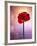 Amaryllis, Flower, Blossom, Still Life, Red, Violet-Axel Killian-Framed Photographic Print