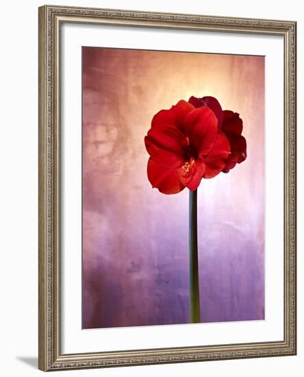 Amaryllis, Flower, Blossom, Still Life, Red, Violet-Axel Killian-Framed Photographic Print