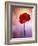 Amaryllis, Flower, Blossom, Still Life, Red, Violet-Axel Killian-Framed Photographic Print