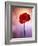 Amaryllis, Flower, Blossom, Still Life, Red, Violet-Axel Killian-Framed Photographic Print