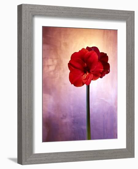 Amaryllis, Flower, Blossom, Still Life, Red, Violet-Axel Killian-Framed Photographic Print