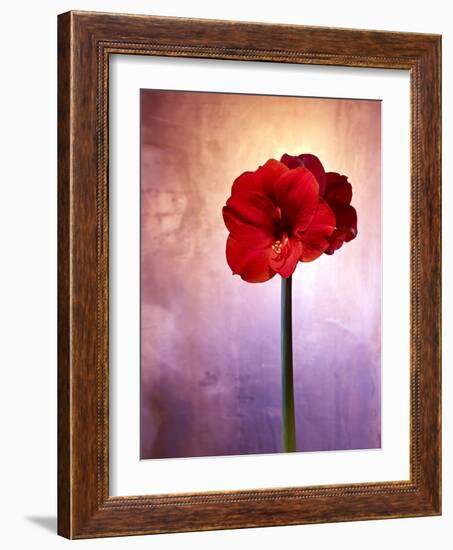 Amaryllis, Flower, Blossom, Still Life, Red, Violet-Axel Killian-Framed Photographic Print