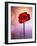 Amaryllis, Flower, Blossom, Still Life, Red, Violet-Axel Killian-Framed Photographic Print