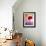 Amaryllis, Flower, Blossom, Still Life, Red, Violet-Axel Killian-Framed Photographic Print displayed on a wall