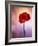 Amaryllis, Flower, Blossom, Still Life, Red, Violet-Axel Killian-Framed Photographic Print