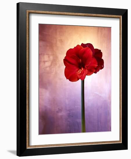 Amaryllis, Flower, Blossom, Still Life, Red, Violet-Axel Killian-Framed Photographic Print