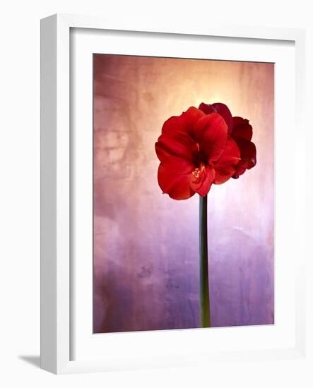 Amaryllis, Flower, Blossom, Still Life, Red, Violet-Axel Killian-Framed Photographic Print