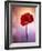 Amaryllis, Flower, Blossom, Still Life, Red, Violet-Axel Killian-Framed Photographic Print