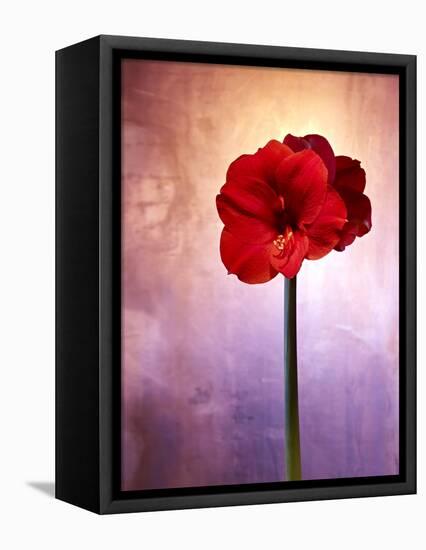 Amaryllis, Flower, Blossom, Still Life, Red, Violet-Axel Killian-Framed Premier Image Canvas