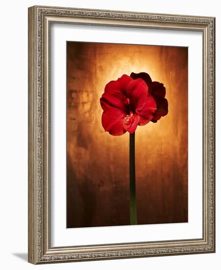 Amaryllis, Flower, Blossom, Still Life, Red-Axel Killian-Framed Photographic Print