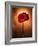 Amaryllis, Flower, Blossom, Still Life, Red-Axel Killian-Framed Photographic Print