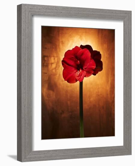 Amaryllis, Flower, Blossom, Still Life, Red-Axel Killian-Framed Photographic Print