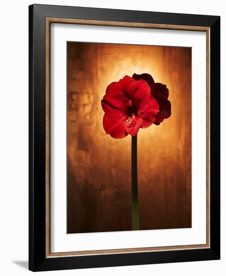 Amaryllis, Flower, Blossom, Still Life, Red-Axel Killian-Framed Photographic Print