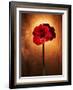 Amaryllis, Flower, Blossom, Still Life, Red-Axel Killian-Framed Photographic Print