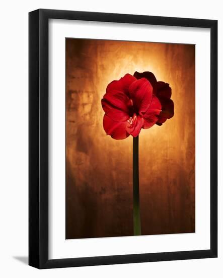 Amaryllis, Flower, Blossom, Still Life, Red-Axel Killian-Framed Photographic Print