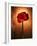 Amaryllis, Flower, Blossom, Still Life, Red-Axel Killian-Framed Photographic Print