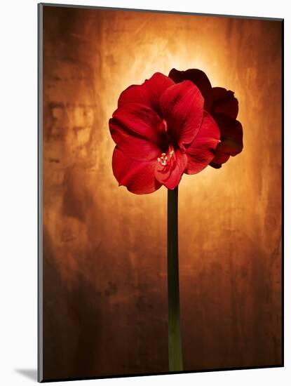 Amaryllis, Flower, Blossom, Still Life, Red-Axel Killian-Mounted Photographic Print