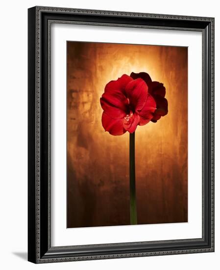 Amaryllis, Flower, Blossom, Still Life, Red-Axel Killian-Framed Photographic Print