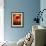 Amaryllis, Flower, Blossom, Still Life, Red-Axel Killian-Framed Photographic Print displayed on a wall