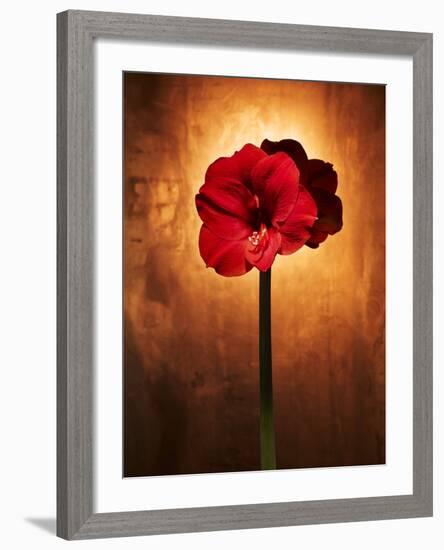 Amaryllis, Flower, Blossom, Still Life, Red-Axel Killian-Framed Photographic Print