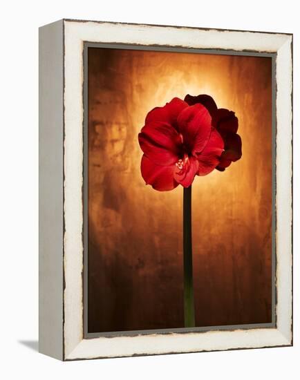 Amaryllis, Flower, Blossom, Still Life, Red-Axel Killian-Framed Premier Image Canvas