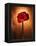 Amaryllis, Flower, Blossom, Still Life, Red-Axel Killian-Framed Premier Image Canvas