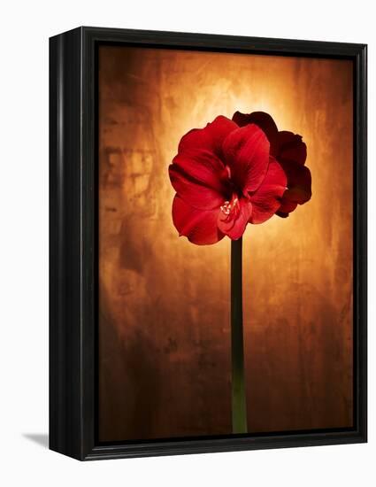 Amaryllis, Flower, Blossom, Still Life, Red-Axel Killian-Framed Premier Image Canvas